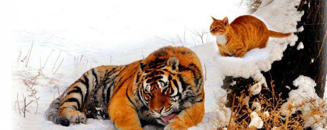 貓和老虎是什麼關系 起源是什麼