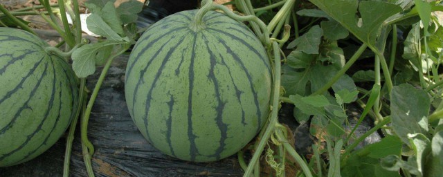 西瓜最好品種 這種西瓜你吃過嗎