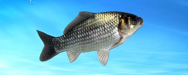 釣回鍋魚用什麼餌料 回鍋魚指的是什麼魚