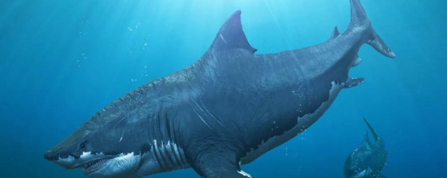 世界上最大的鯊魚 世界上最大的鯊魚巨齒鯊