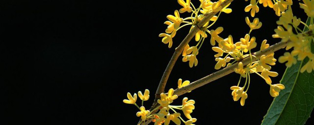 鮮桂花怎麼處理 如何保存鮮桂花才能讓其香味意味猶存呢