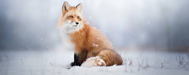 狐貍有多少顏色 分別有什麼特征