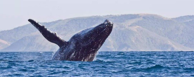鯨魚如何繁衍後代 現在你知道瞭嗎