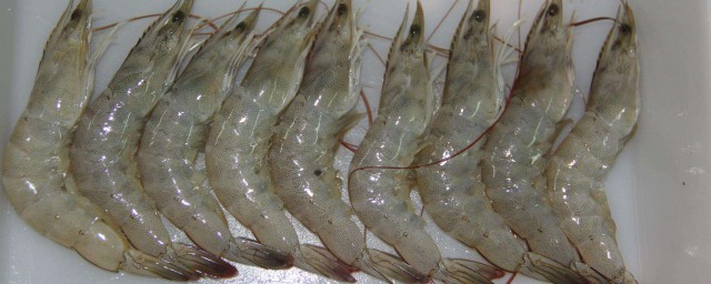 白蝦和青蝦的區別 輕松分辨出白蝦和青蝦