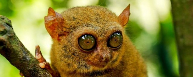 什麼動物眼睛大 什麼動物是眼睛最大的動物