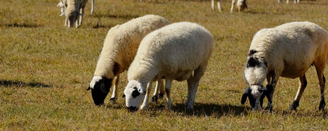 羊飼料的最佳配方 種類不同配方不同