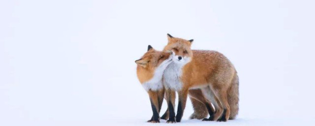 狐貍是不是國傢保護動物 普通的狐貍不是國傢保護動物