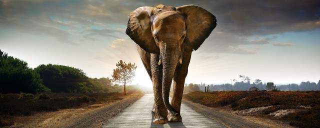 大象伯伯擬人句 將大象擬人化的句子摘錄