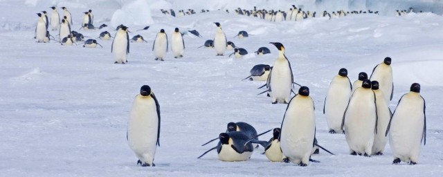 南極的溫度是多少 南極洲的氣候特點
