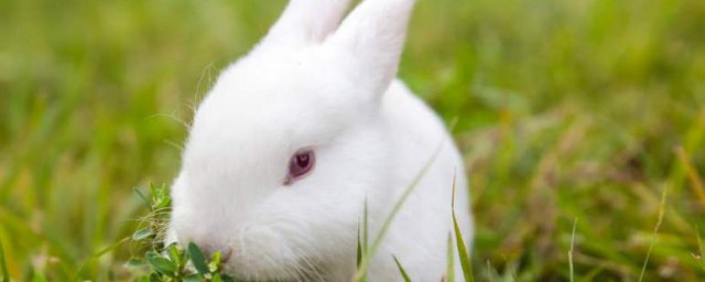 小兔子的作文怎麼寫 懂瞭嗎