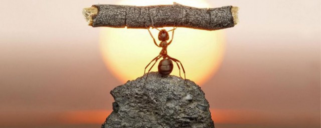 螞蟻能舉起多少倍重量 下面就告訴大傢