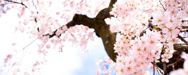 櫻花是什麼顏色 櫻花簡介