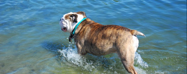 狗會遊泳嗎 真理還是謬論