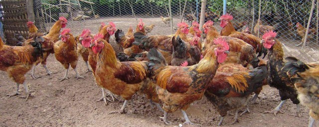 圈養土雞一平方能養幾隻雞 圈養土雞圈舍怎麼搭建