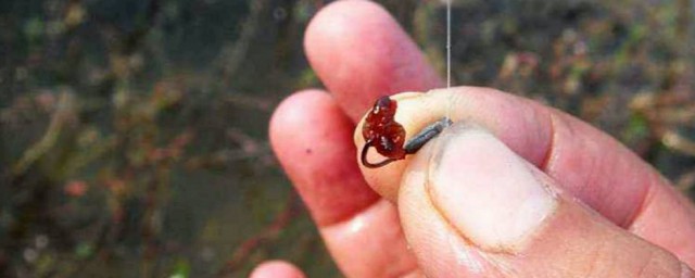 紅蟲正確掛鉤方法冬季釣魚 你會嗎