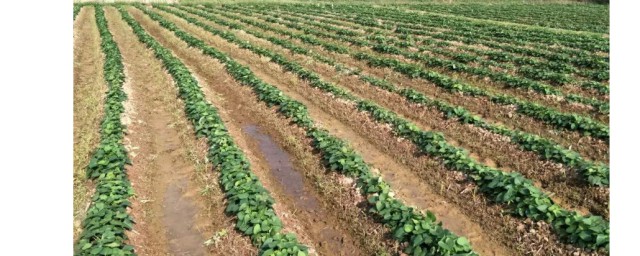 紅薯種植技術與管理 如何種植與管理紅薯
