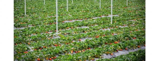 草莓種植時間和方法 草莓種植時間和如何種植的方法