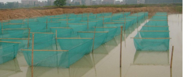 黃鱔網箱養殖方法 黃鱔網箱如何養殖