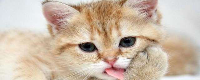 貓發出呼嚕呼嚕的聲音是什麼意思 貓的呼嚕有含義