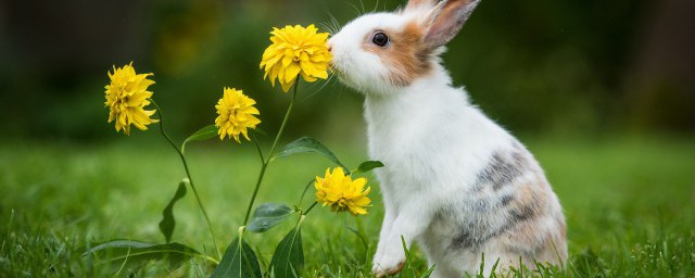 兔子致富養殖技巧 如何養殖兔子