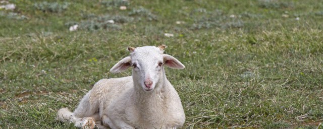 養殖山羊技巧 如何養殖山羊