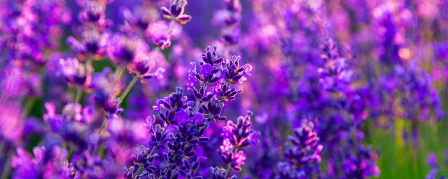 紫色的植物有哪些 有哪些紫色的植物