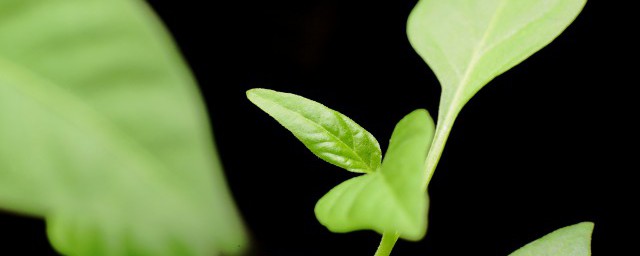 種的東西發芽瞭怎麼回事 種的東西發芽瞭是為什麼