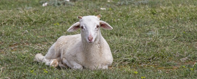 大母羊養殖技巧 怎樣養殖大母羊