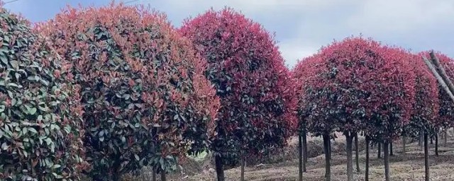 高桿石楠什麼時候種植最好 高桿石楠在哪個時候種植最好