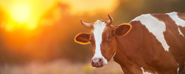公奶牛的養殖技巧 種公牛犢的飼養方法