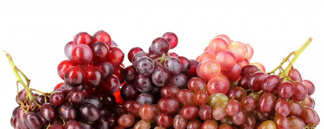 葡萄幹什麼時候扦插 葡萄扦插繁育技術