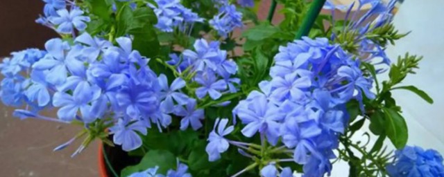 藍雪花扦插後什麼時候開花 藍雪花扦插後開花時間介紹
