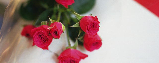 玫瑰花的種類和養殖技巧 玫瑰花的品種種植方法和技巧