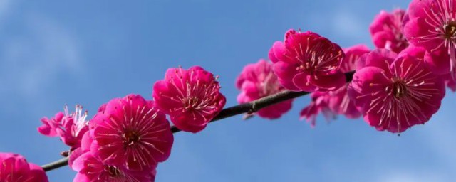 花卉梅花養殖技巧 花卉梅花養殖方法