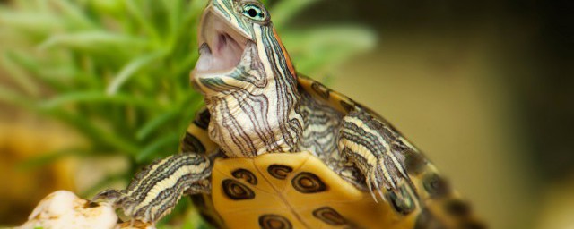 巴西龜缸養殖技巧 巴西龜如何養殖