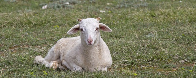 老母羊養殖技巧 母羊的飼養管理技術