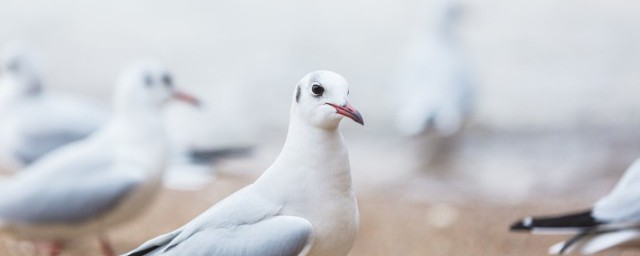大白鴿養殖技巧 白鴿的養殖方法