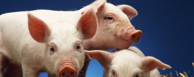豬養殖技巧和喂食時間 豬如何養殖和喂食時間