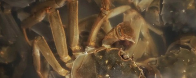 飛蟹養殖技巧 如何養殖飛蟹