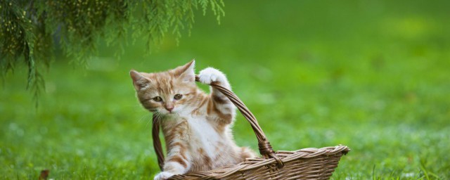 衛士貓的養殖技巧 衛士貓的如何養殖