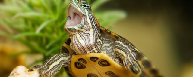 池塘草龜養殖技巧 草龜的飼養方法和註意事項