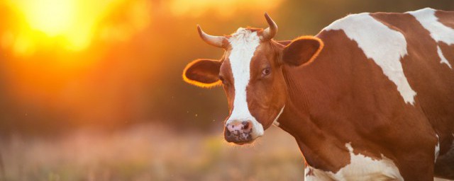 瘦弱牛養殖技巧 養的牛太瘦怎麼辦