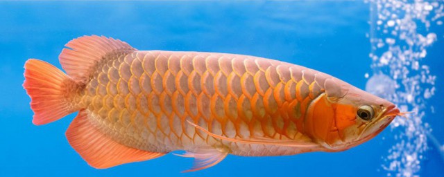 紅龍魚養殖技巧 紅龍魚養殖技巧有哪些