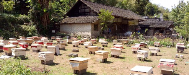 中華蜜蜂養殖技巧 中華蜜蜂養殖技巧介紹