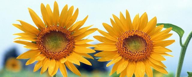 太陽花是什麼花 太陽花介紹