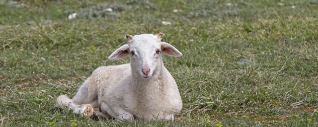 山羊養殖技巧羊槽尺寸 羊槽有哪幾種