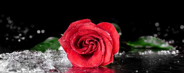 玫瑰扦插育苗什麼時候加肥料 玫瑰一般如何施肥