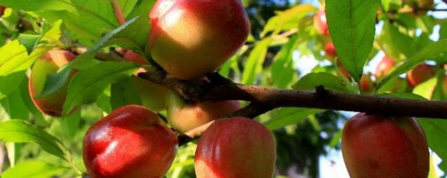 什麼時候可以扦插油桃 油桃什麼時候種植比較好