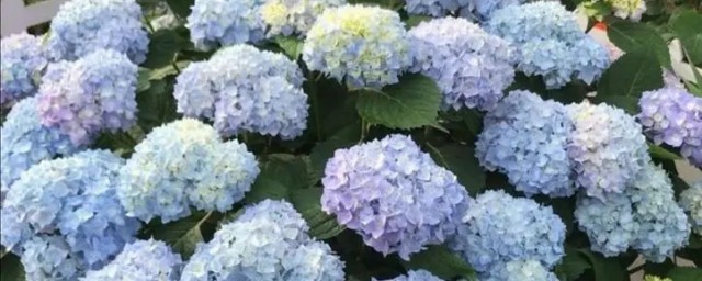 七月扦插繡球花什麼時候移栽 繡球花對花盆的需求