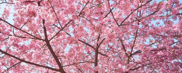 櫻花樹什麼時候扦插 櫻花樹哪個時候扦插
